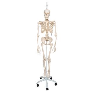 Fyziologický model kostry Phil