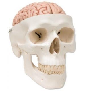 Klasická lebka s mozkem, 8 částí