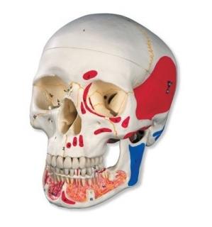 Klasická lebka s otevřenou dolní čelistí, malovaná, 3 části