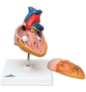 Klasický model srdce, 2 části