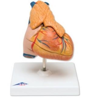 Klasický model srdce s brzlíkem, 3 části