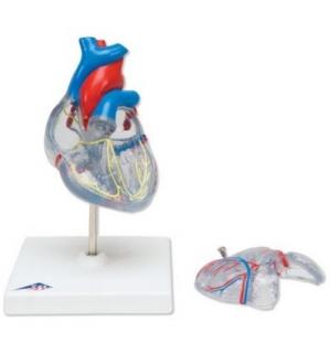 Klasický model srdce s vodivým systémem, 2 části