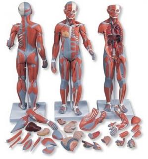 Kompletní postava se svaly a vnitřními orgány, dvojí pohlaví, 33 částí