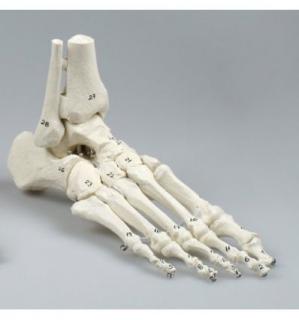 Kostra nohy s připojením holenní a lýtkové kosti, číslovaná