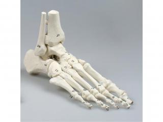 Kostra nohy s připojením holenní a lýtkové kosti, ohebná a číslovaná