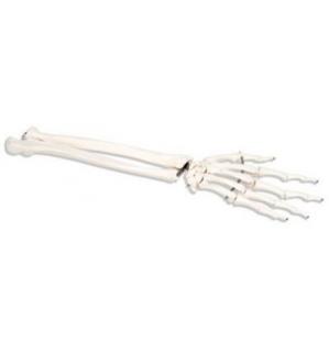 Kostra ruky s částmi ulnární a radiální kosti, pravá