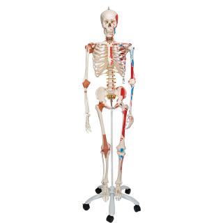 Malovaný model kostry Sam s vazy