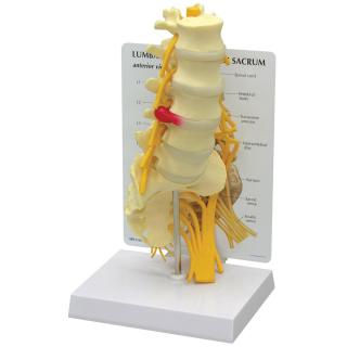 Model bederní páteře s křížovou kostí