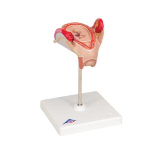 Model embrya - 2. měsíc