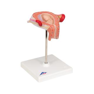 Model embrya - 3. měsíc