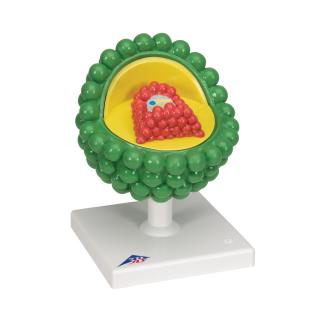 Model HIV viru