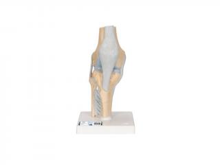 Model kolenního kloubu v řezu