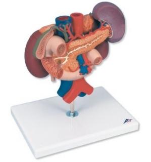 Model ledvin se zadními orgány horní části dutiny břišní, 3 části