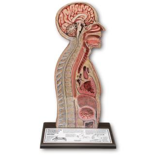 Model nasogastrické intubace