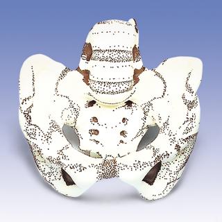 Model pánve pro simulaci porodu