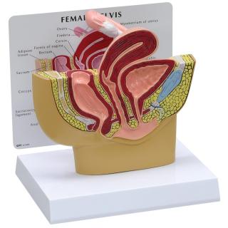 Model průřezu ženské pánve