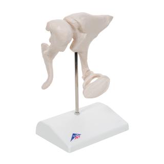 Model sluchových kůstek - 20x zvětšený