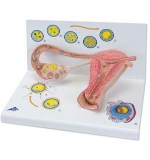 Model stádií oplodnění a vývoje embrya, 2 krát zvětšené