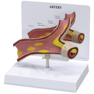 Model tepny s průřezem