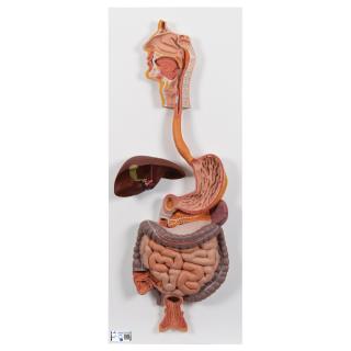 Model trávící soustavy - 2 části