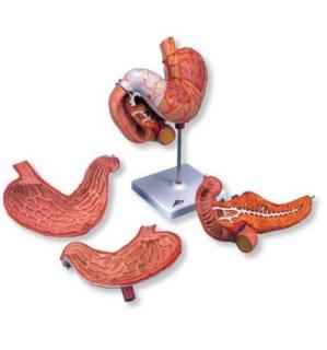 Model žaludku, 3 části