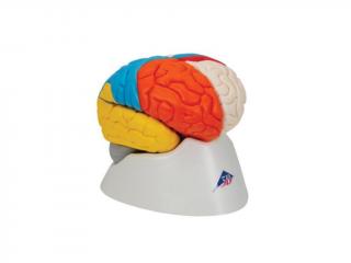Neuro-anatomický model mozku
