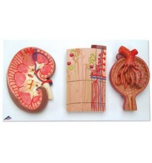 Průřez ledvinou, nefrony, cévy a ledvinové tělísko