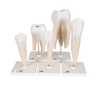Set modelů lidských zubů
