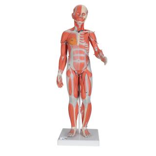 Ženský model svalstva - 21 částí