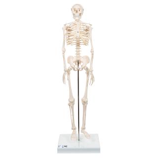 Zmenšený model lidské kostry Shorty