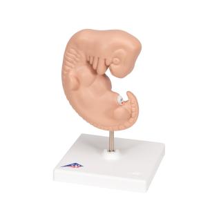 Zvětšený model embrya - 4 týdny