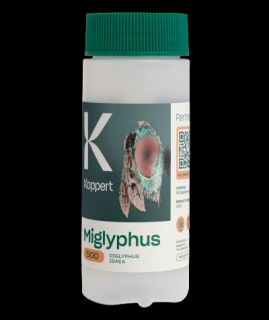 Miglyphus - Diglyphus isaea