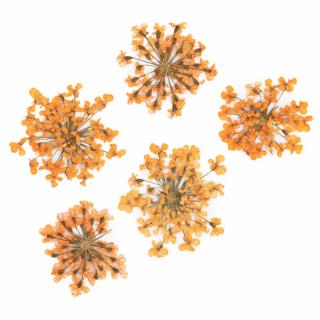 Starnails Sušené květy na nehty - Orange, 5 ks