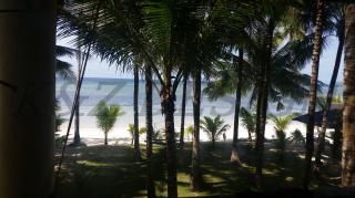 Palmy nad pláží