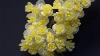 Esenciální vonný olej Citronový květ Litsea cubeba silice TrigonMedia 10 ml