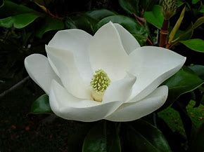 Vonný olej Magnolia aroma TrigonMedia 10 ml