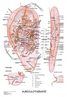 Anatomický plakát - Aurikuloterapie  47 x 63 cm