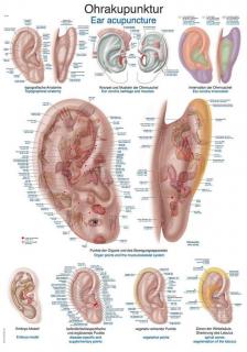 Anatomický plakát Erler Zimmer - Akupunktura těla