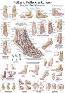 Anatomický plakát Erler Zimmer - Noha a kotník