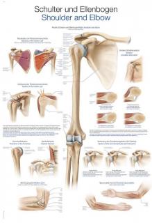 Anatomický plakát Erler Zimmer - Rameno a loket