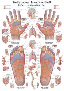 Anatomický plakát Erler Zimmer - Reflexní zóny rukou a chodidel  50 x 70 cm