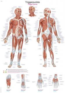 Anatomický plakát Erler Zimmer - Spouštěcí body těla