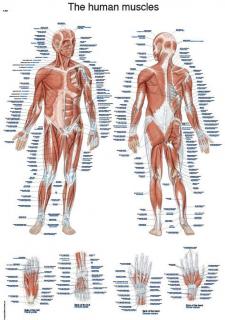 Anatomický plakát Erler Zimmer - Svalová soustava člověka  50 x 70 cm