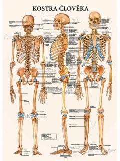 Anatomický plakát - Kostra člověka  47 x 63 cm