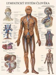 Anatomický plakát - Lymfatický systém člověka  47 x 63 cm