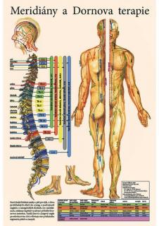 Anatomický plakát - Meridiány a Dornova terapie  47 x 32 cm