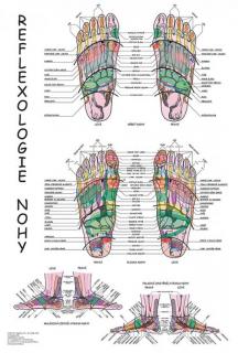 Anatomický plakát - Reflexologie nohy  47 x 63 cm