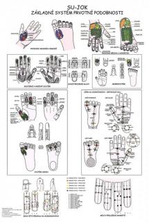 Anatomický plakát - SU-JOK - základní systém prvotní podobnosti  47 x 63 cm