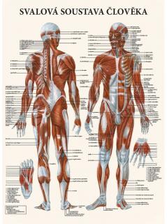 Anatomický plakát - Svalová soustava člověka  47 x 63 cm