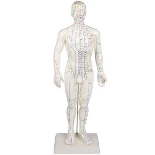 Erler Zimmer Akupunkturní model muže